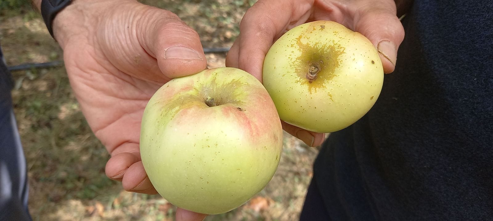 Manzanas de Casa Morea en la mano