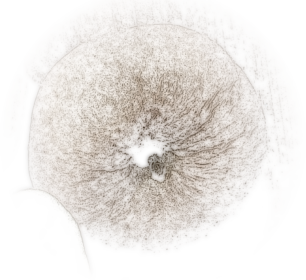 Manzana Beltza