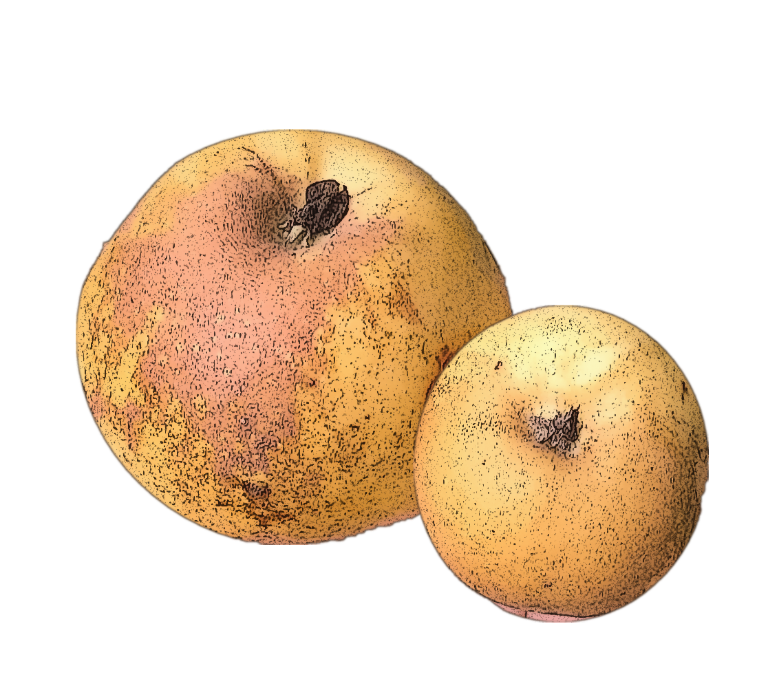 Manzanas Muturbeltz