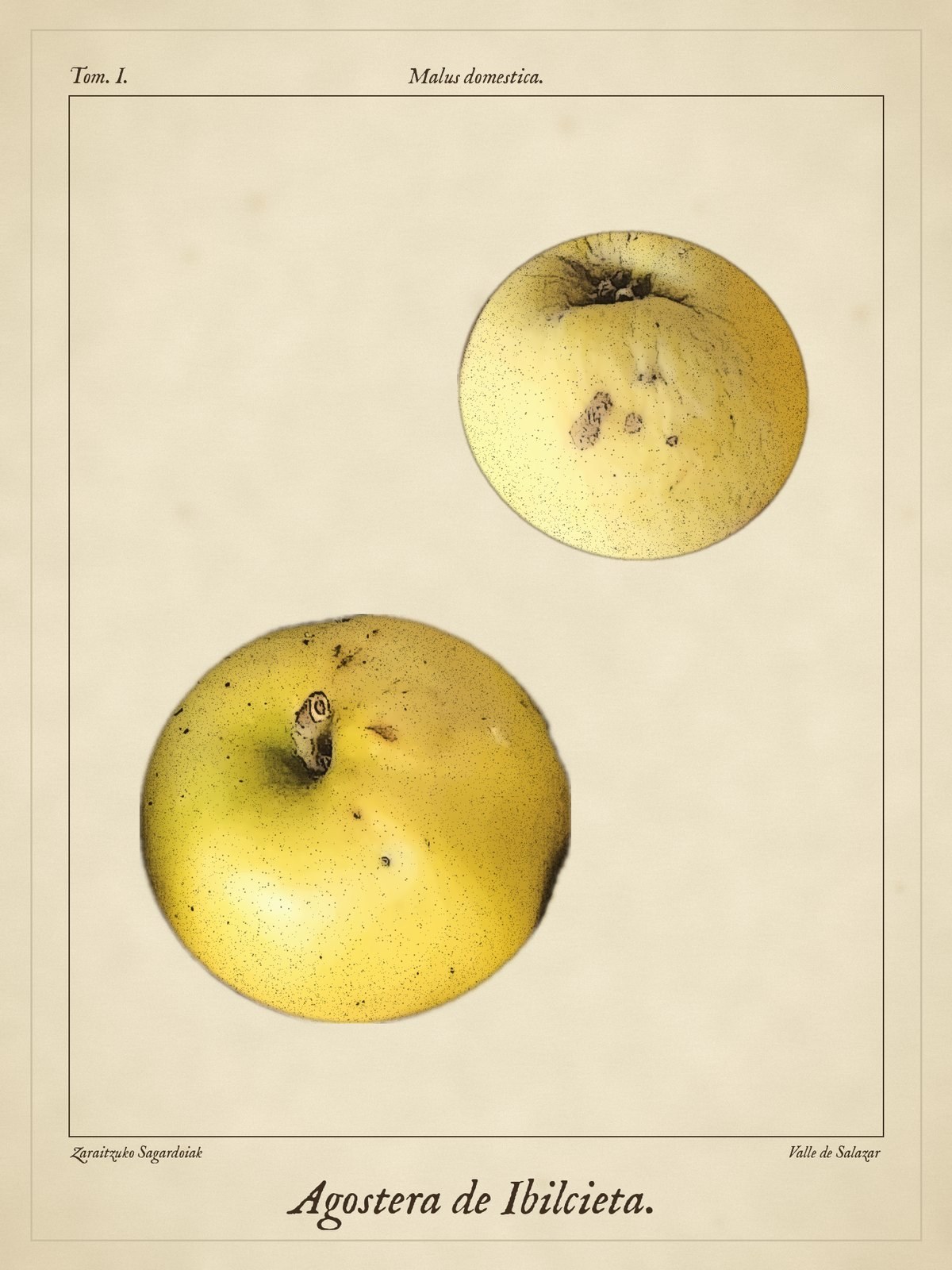 Lámina de Agostera de Ibilcieta