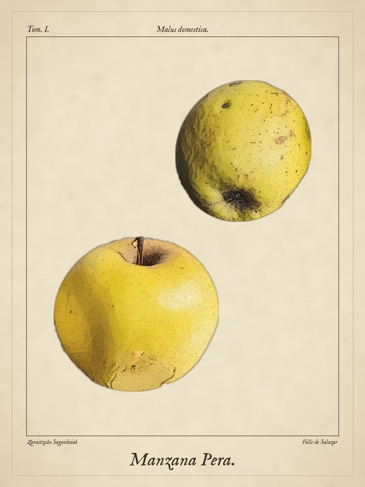 Lámina de Manzana Pera