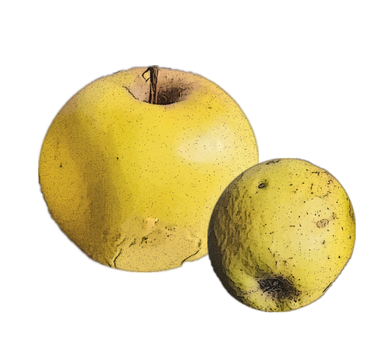 Manzana Pera